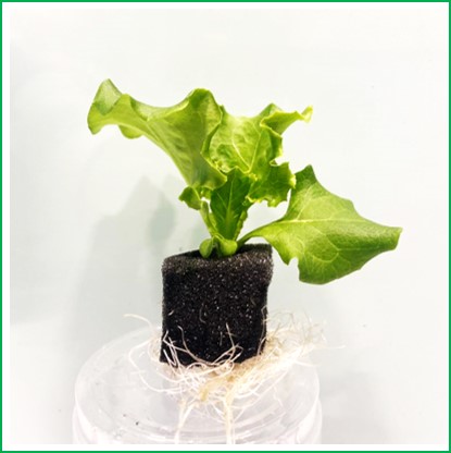 Arianetech green lettuce matured seedling 1